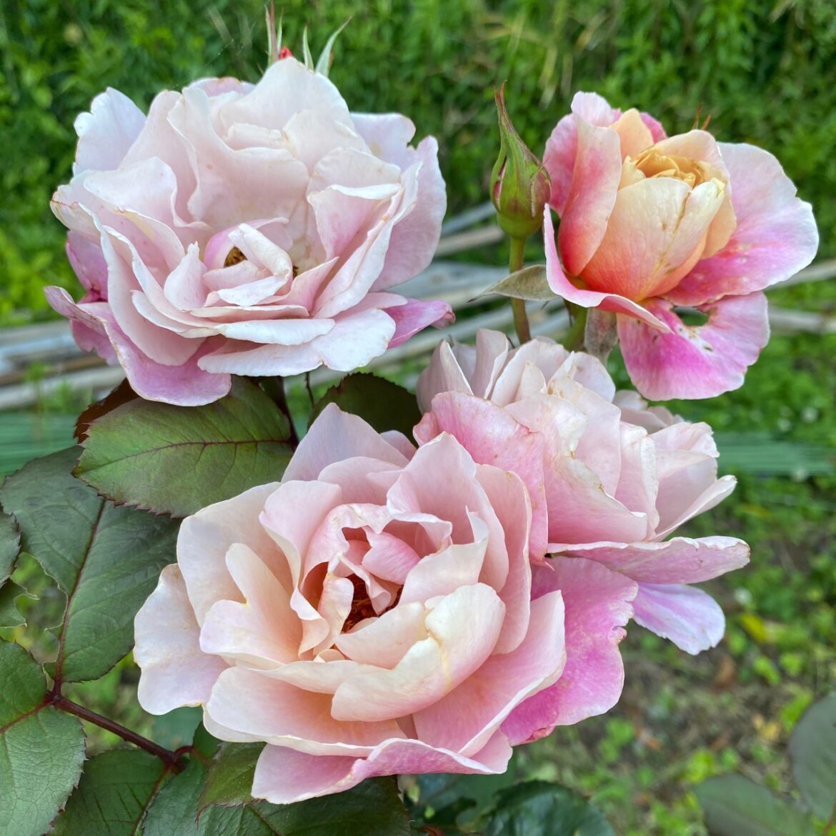 LINE_ALBUM_20250605_250605_22